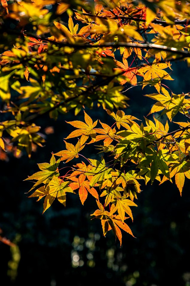 “宿主”您好，請領(lǐng)取主線任務(wù)：尋找青浦紅葉地圖！