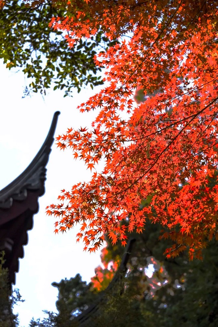 “宿主”您好，請領(lǐng)取主線任務(wù)：尋找青浦紅葉地圖！